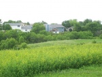 Lush greenery wild and manicured.  